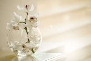 sunlight on white orchids in a glass vase in a white room